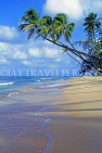BARBADOS, West Coast, beach and leaning coconut trees, BAR161JPL