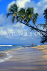 BARBADOS, West Coast, beach and three coconut trees, BAR158JPL
