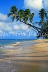 BARBADOS, West Coast, beach and three coconut trees, BAR160JPL