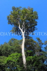CAMBODIA, Angkor, Preah Khan Temple, Strangler Fig Tree, CAM1142JPL