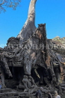 CAMBODIA, Angkor, Preah Khan Temple, Strangler Fig Tree engulfing ruins, CAM1181JPL