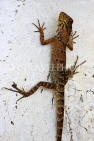 CAMBODIA, Phnom Penh, Common Garden Lizard, CAM1856JPL