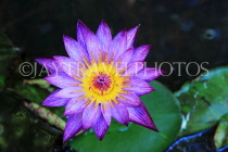 CAMBODIA, Siem Reap, Angkor Wat, Water Lily in surrounding moat, CAM389JPL