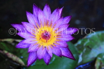 CAMBODIA, Siem Reap, Angkor Wat, Water Lily in surrounding moat, CAM390JPL