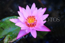 CAMBODIA, Siem Reap, Angkor Wat, Water Lily in surrounding moat, CAM391JPL