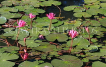 CAMBODIA, Siem Reap, Angkor Wat, Water Lily in surrounding moat, CAM392JPL