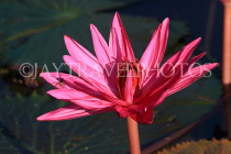 CAMBODIA, Siem Reap, Angkor Wat, Water Lily in surrounding moat, CAM398JPL