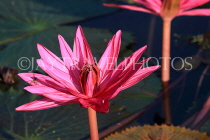 CAMBODIA, Siem Reap, Angkor Wat, Water Lily in surrounding moat, CAM399JPL