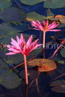 CAMBODIA, Siem Reap, Angkor Wat, Water Lily in surrounding moat, CAM401JPL