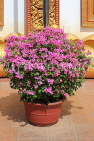 CAMBODIA, Siem Reap, Wat Preah Prom Rath, temple gardens, Bougainvilleas, CAM2146JPL