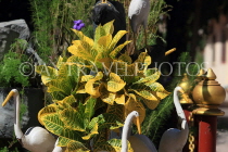 CAMBODIA, Siem Reap, Wat Preah Prom Rath, temple gardens, Croton bush, CAM2153JPL