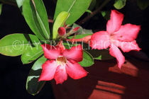 CAMBODIA, Siem Reap, Wat Preah Prom Rath, temple gardens, Frangipani flowers, CAM2148JPL