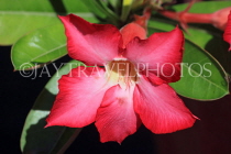 CAMBODIA, Siem Reap, Wat Preah Prom Rath, temple gardens, Frangipani flowers, CAM2149JPL