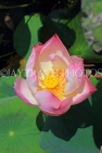 CAMBODIA, Siem Reap, Wat Preah Prom Rath, temple gardens, Lotus flower, CAM2141JPL