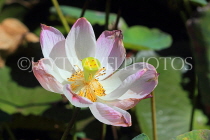 CAMBODIA, Siem Reap, Wat Preah Prom Rath, temple gardens, Lotus flower, CAM2142JPL