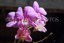 CAMBODIA, Siem Reap, Wat Preah Prom Rath, temple gardens, Orchids, CAM2151JPL