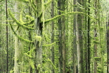 CANADA, British Columbia, Maple Ridge, Golden Ears Provincial Park, forest trees, CAN844PL