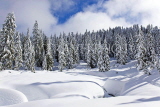 CANADA, British Columbia, VANCOUVER (North), Mount Seymour Provincial Park, Winter, CAN801JPL