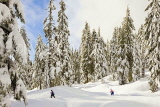 CANADA, British Columbia, VANCOUVER (North), Mount Seymour Provincial Park, snowshoers, CAN795JPL