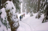 CANADA, British Columbia, VANCOUVER (North), Mount Seymour Provincial park, snowshoers, CAN793JPL