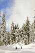 CANADA, British Columbia, VANCOUVER (North), Mount Seymour Provincial park, snowshoers, CAN796JPL
