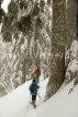 CANADA, British Columbia, VANCOUVER (North), Mount Seymour Provincial park, snowshoers, CAN797JPL