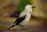 CANADA, British Columbia, Yoho National Park, birds, Clarks Nutcracker, CAN539JPL