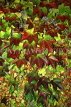 CANADA, Ontario, Algonquin Provincial Park, Autumn foliage, CAN682JPL