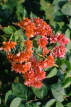 COSTA RICA, Bougainvillea flowers, CR94JPL