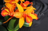 COSTA RICA, Lankester Botanical Gardens, Cattleya Orchids, CR179JPL