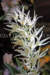 COSTA RICA, Lankester Botanical Gardens, Dendrobium Orchids, CR171JPL