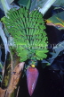 CUBA, plantations, Banana bunch and flower, CUB183JPL