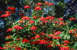 Canary Isles, TENERIFE, Puerto de la Cruz, Poinsettia flowers, SPN1315JPL