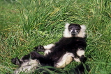 Channel Islands, JERSEY, Jersey Zoo, Lemur, UK10419JPL