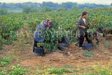 FRANCE, Languedoc-Roussillon, Faugeres area, vineyards, grape picking, FRA939JPL