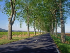 FRANCE, Languedoc-Roussillon, country lane and vineyard, near Beziers, FRA455JPL