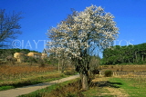 FRANCE, Languedoc-Roussillon, countryside and Almong tree, near Capestang, FRA965JPL