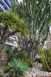 FRANCE, Provence, Cote d'Azure, MONACO, Monte Carlo, cactus plants, FRA2416JPL
