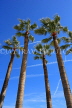 FRANCE, Provence, Cote d'Azure, MONACO, Monte Carlo, palm trees, FRA2523JPL