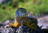 GALAPAGOS Islands, Land Iguana, GAL242JPL