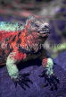 GALAPAGOS Islands, Marine Iguana (red & green), GAL240JPL