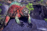 GALAPAGOS Islands, Marine Iguana (red and green), GAL239JPL