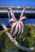 GREECE, Athens, Octopus hanging out to dry, GR447JPL
