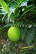 GRENADA, Breadfruit, on tree, GRE446JPL