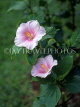 GRENADA, pink Hibiscus flowers, GRE474JPL
