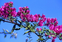 Greek Islands, CRETE, magenta Bougainvillea flowers, GIS187JPL