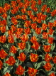 HOLLAND, Keukenhof Gardens, flowing red Tulips, HOL612JPL