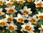 HOLLAND, Keukenhof Gardens, rcloseup of Tulips, HOL674JPL