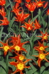 HOLLAND, Keukenhof Gardens and flowering Tulips, HOL745JPL