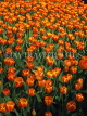 HOLLAND, Keukenhof Gardens and flowing Tulips, HOL669JPL